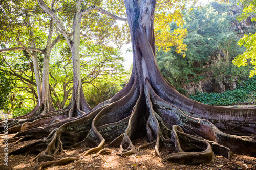 Ficus Macrophylla Morten Bay Fig root