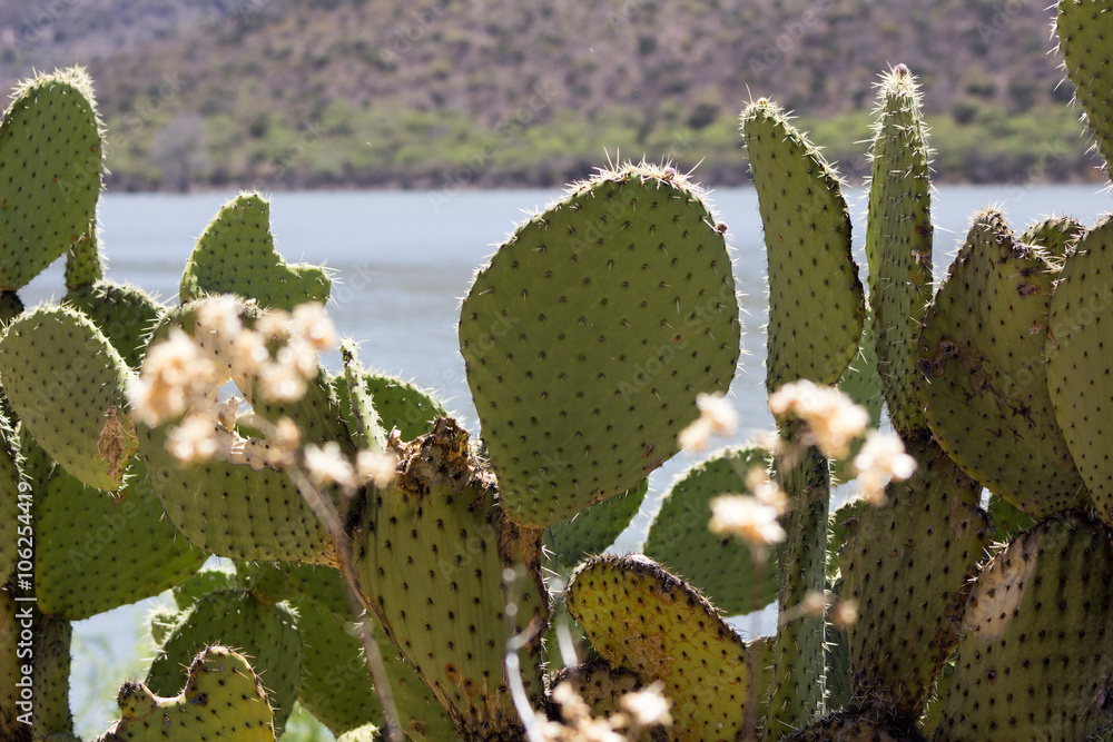 espina y nopal espina y nopal