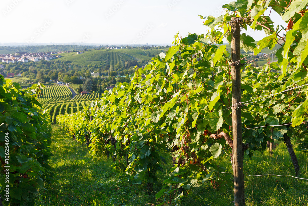 Wine fields in stuttgart germany