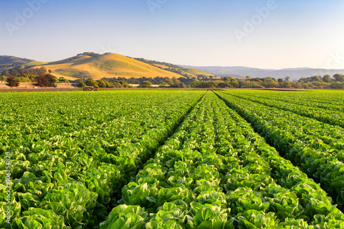 Salinas Valley Lettuce Field photo
