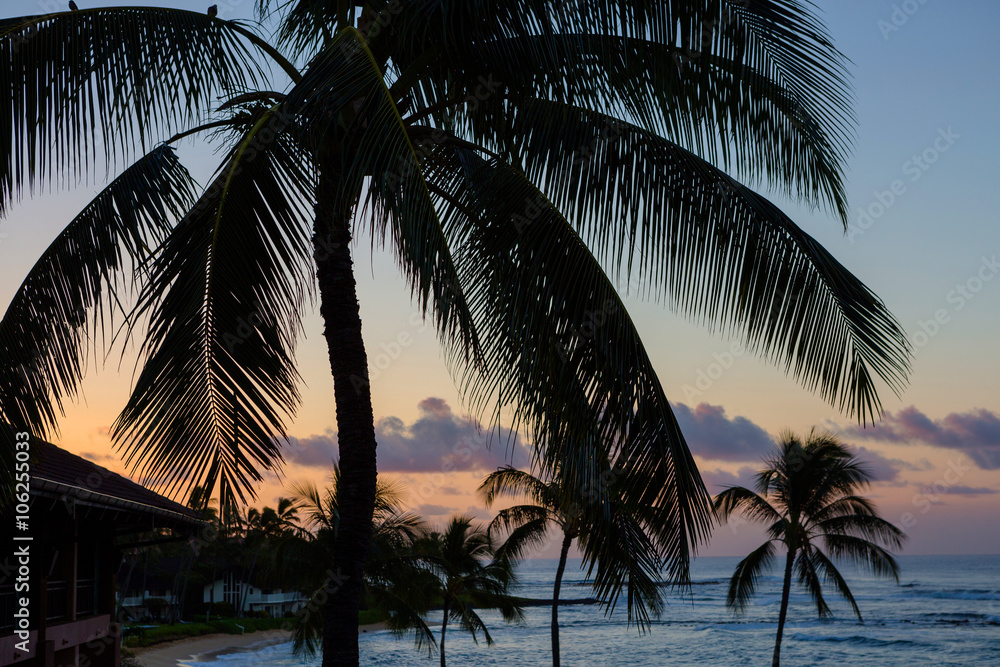 Fototapeta premium Palm trees over balcony