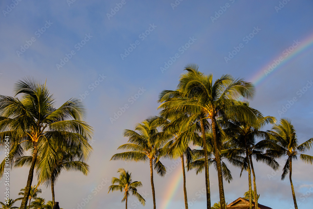 Palm trees with double rainbow Palm trees with double rainbow