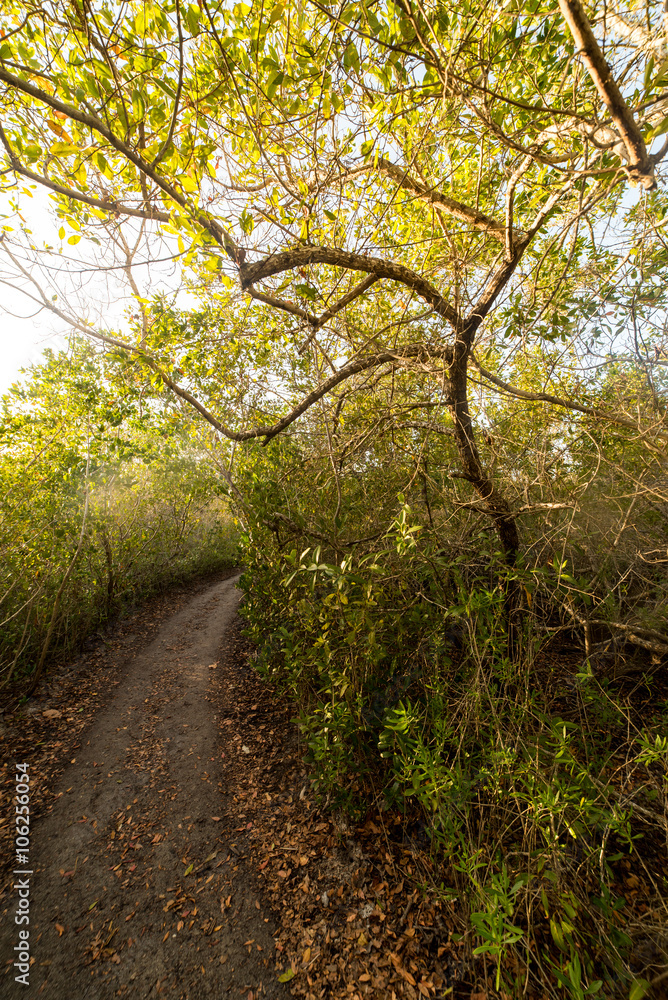The Quiet Path The Quiet Path