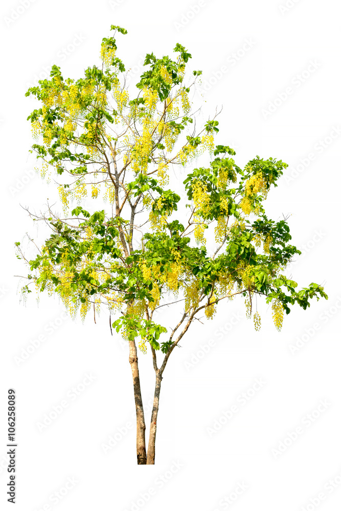 Tree image, Tree object, Tree JPG isolated on white background