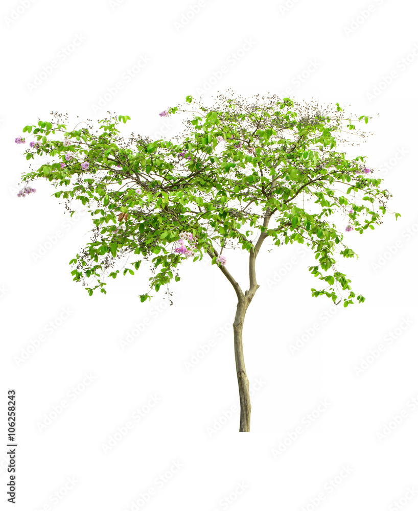Obraz premium Tree image, Tree object, Tree JPG isolated on white background