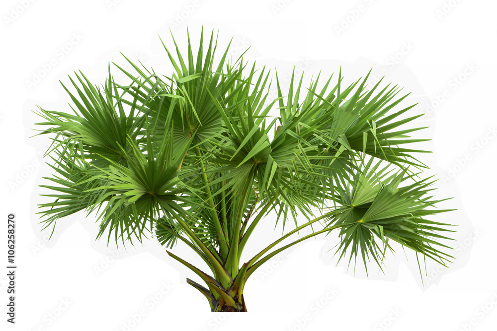 Tree image, Tree object, Tree JPG isolated on white background Tree image, Tree object, Tree JPG isolated on white background