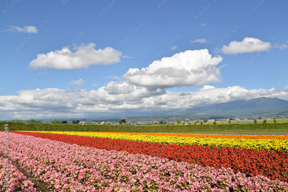 Colorful flower field in Hokkaido, Japan