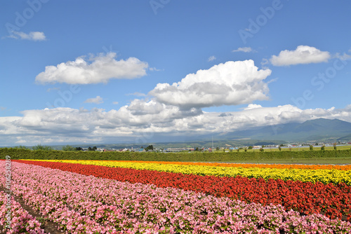 Colorful flower field in Hokkaido  Japan