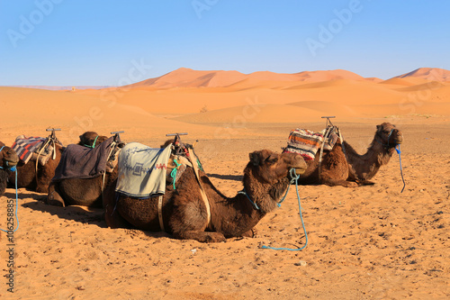 Camels in the Sahara desert © GVictoria
