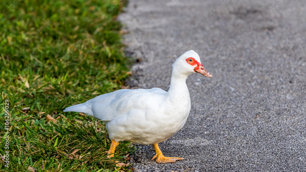 Muscovy Duck, Lake at The Hammocks, Kendall, Florida Muscovy Duck, Lake at The Hammocks, Kendall, Florida