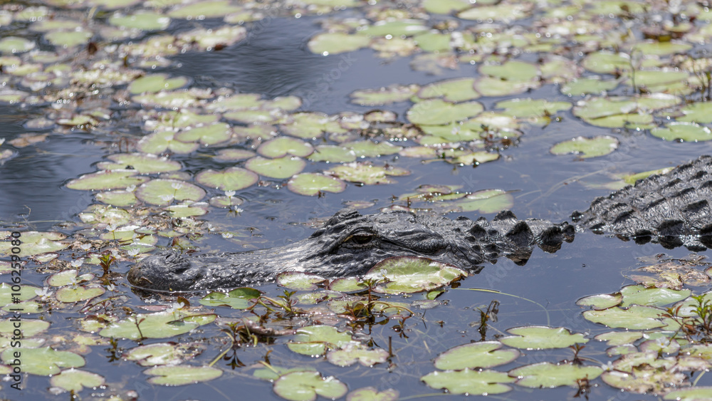 Alligator in a Swamp, Big Cypress National Preserve, Florida Alligator in a Swamp, Big Cypress National Preserve, Florida