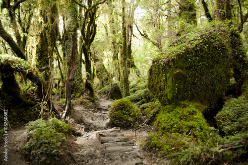 Enchanted Forest - Queulat National Park - Chile photo