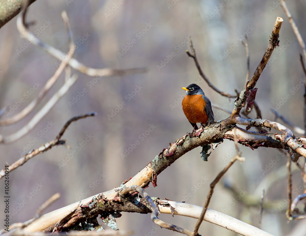 American Robin perched deep in a forest in Quebec. American Robin perched deep in a forest in Quebec.