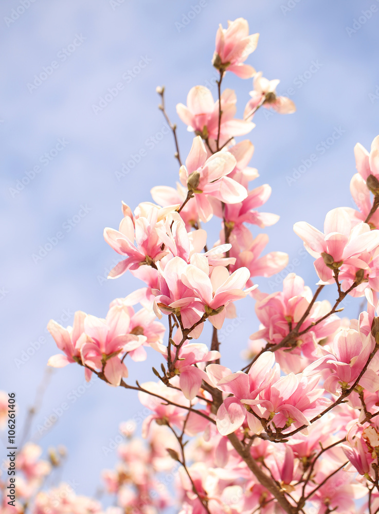 Magnolia tree blossom in springtime Magnolia tree blossom in springtime