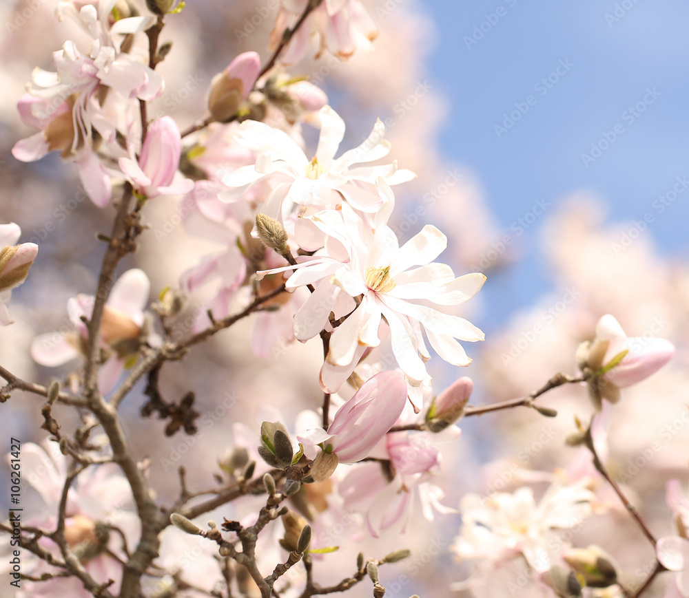 Spring Blossom. Beautiful White Flowers in Springtime Spring Blossom. Beautiful White Flowers in Springtime