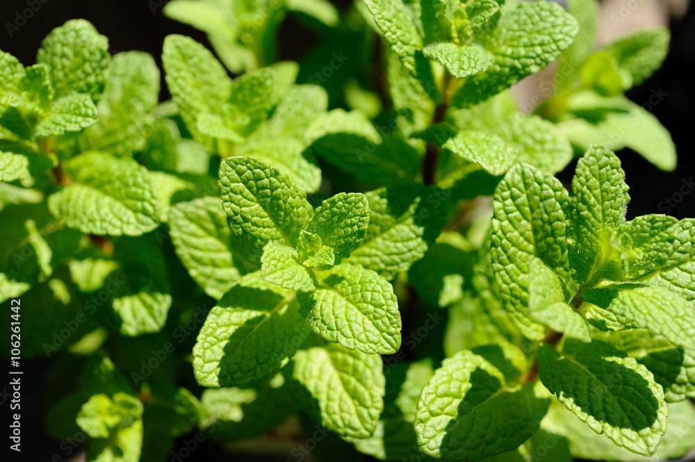 Peppermint. Peppermint.