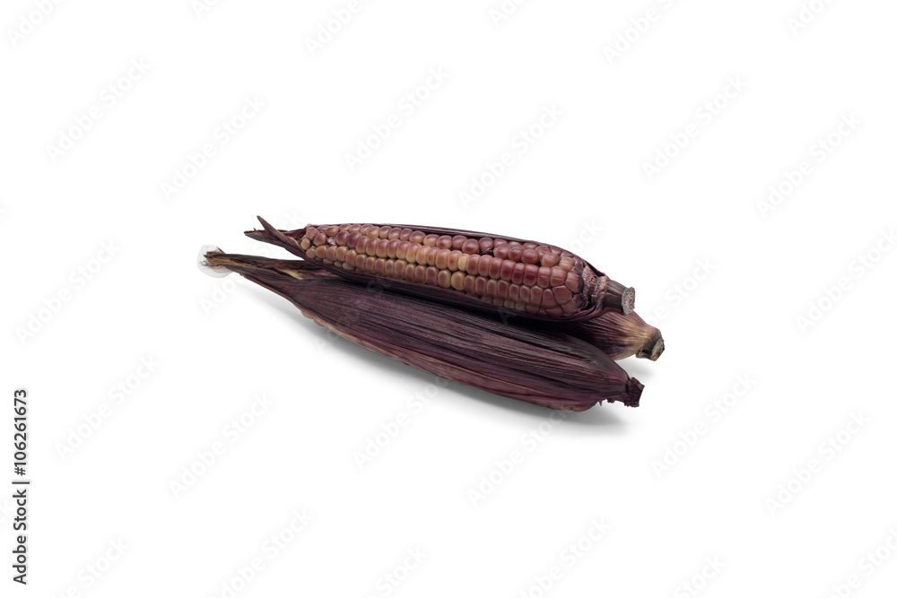 Purple waxy corn or Zea Mays Ceratina on white background Purple waxy corn or Zea Mays Ceratina on white background