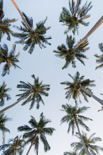 Coconut palm trees © sorapop
