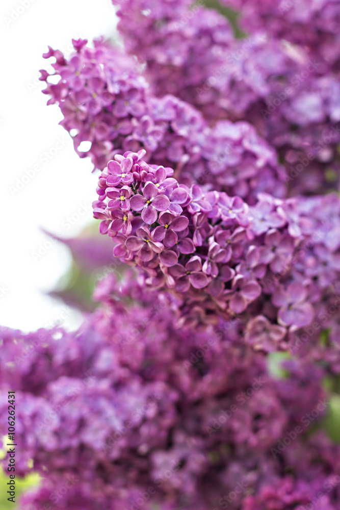 Obraz premium Green branch with spring lilac flowers