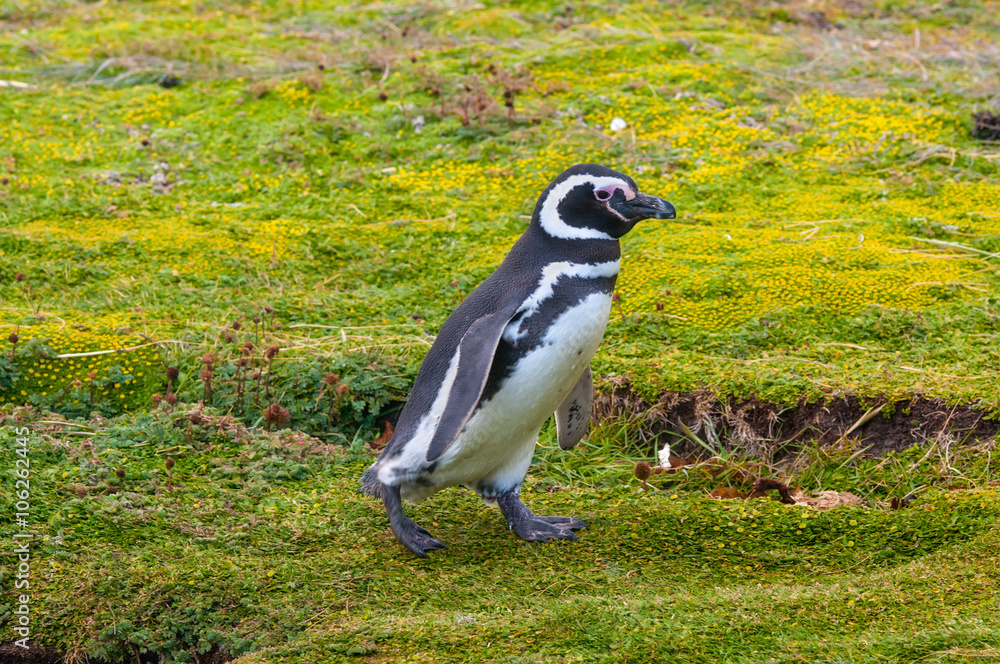 Obraz premium Walking Magellanic Penguin