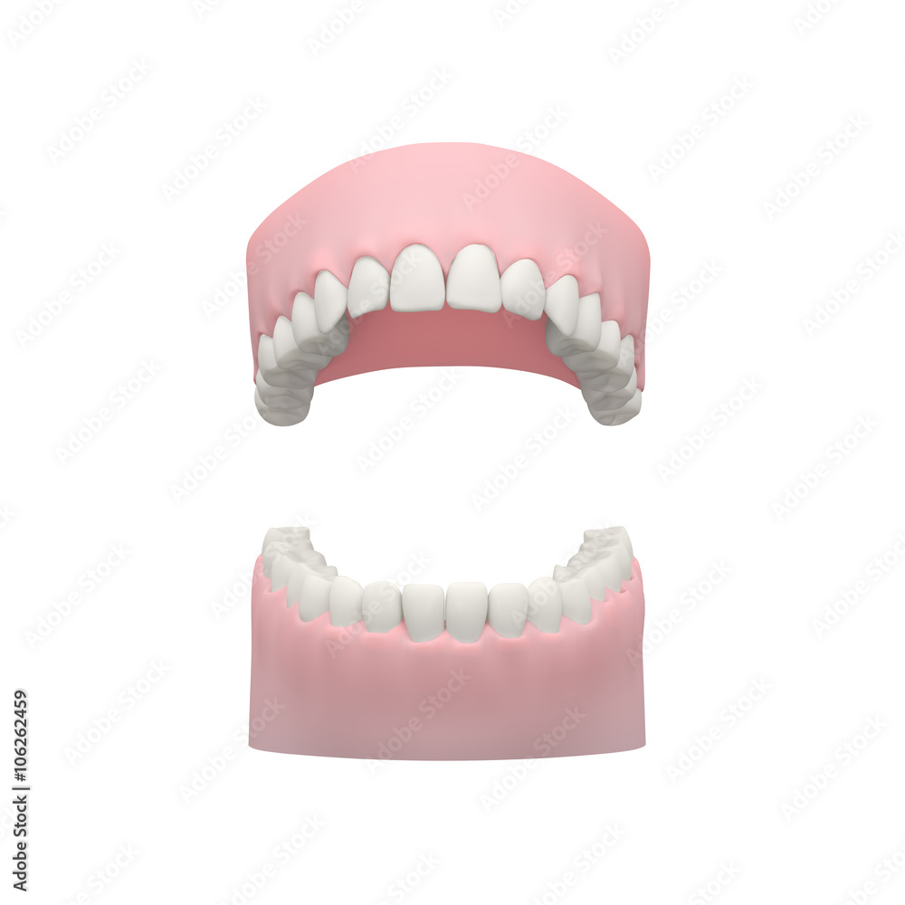 Obraz premium Dental Model, Teeth Model on White