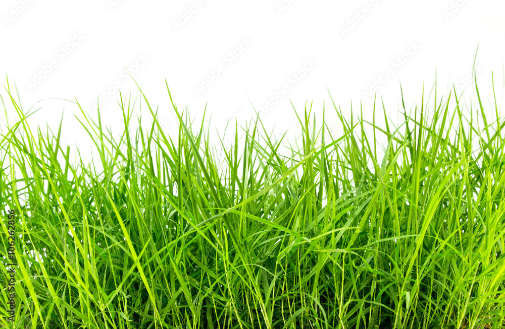Fototapeta premium zielona trawa na białym tle