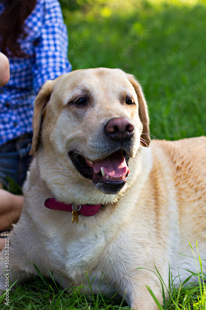 Dog breed labrador lies on the grass. Muzzle closeup. Dog breed labrador lies on the grass. Muzzle closeup.