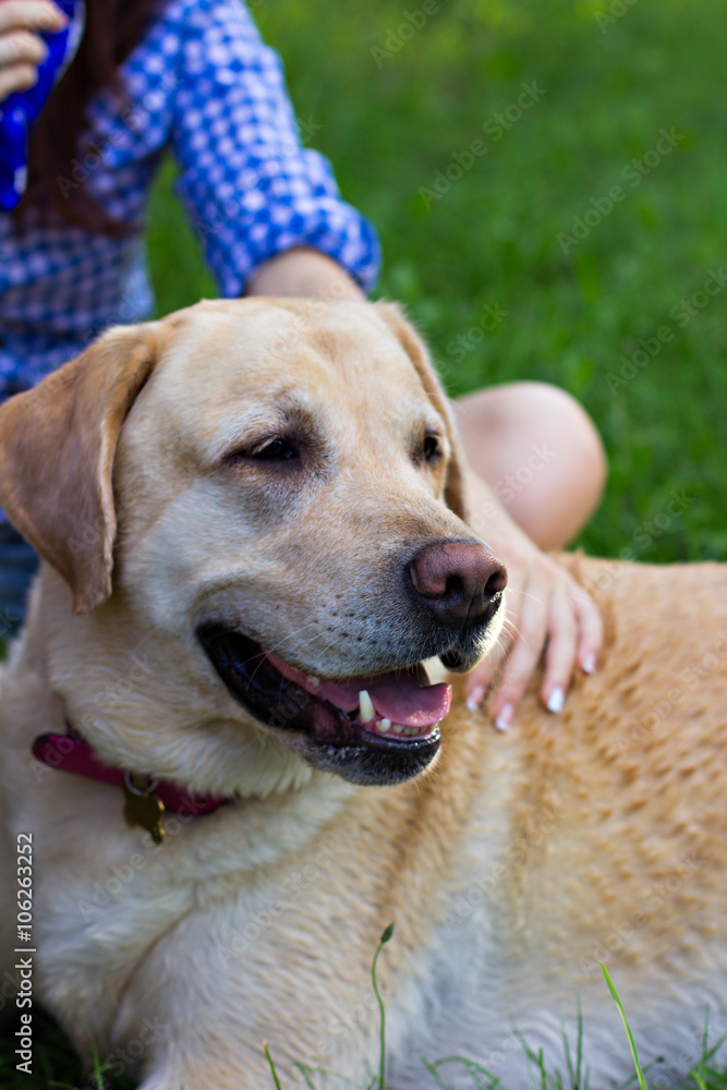 Dog breed labrador lies on the grass. Muzzle closeup. Dog breed labrador lies on the grass. Muzzle closeup.
