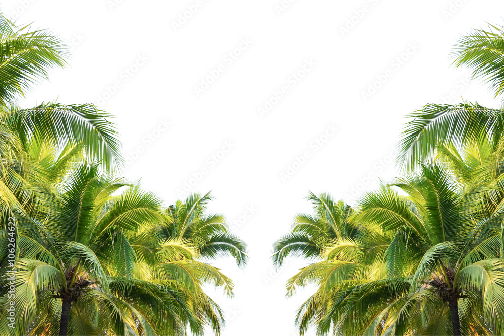 frame of leaves coconut tree