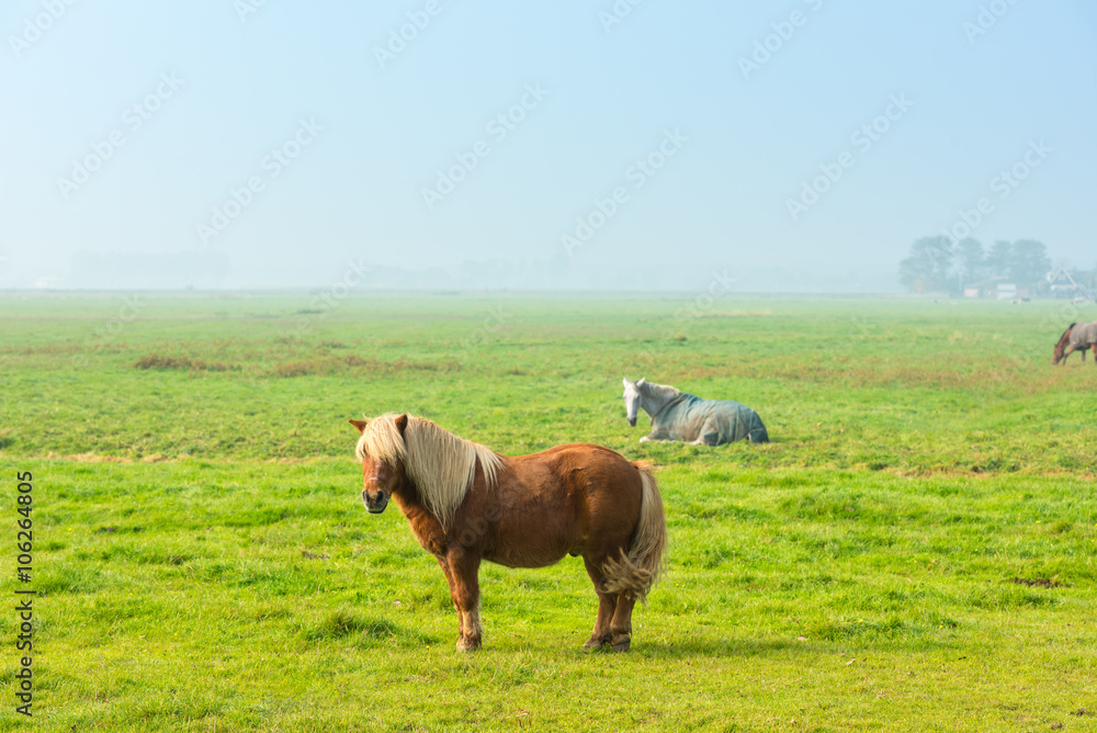 Fototapeta premium chestnut stallion grazing on green grass