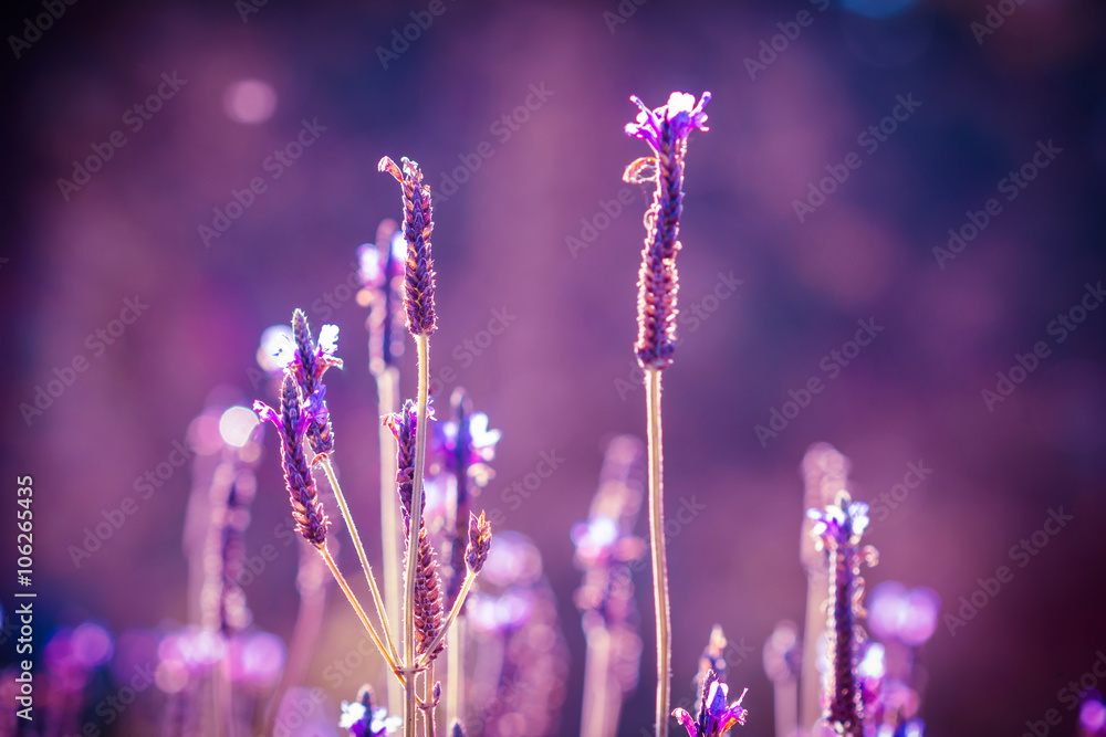 Fototapeta premium Field of Lavender