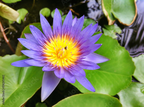 lotus in the pond at garden