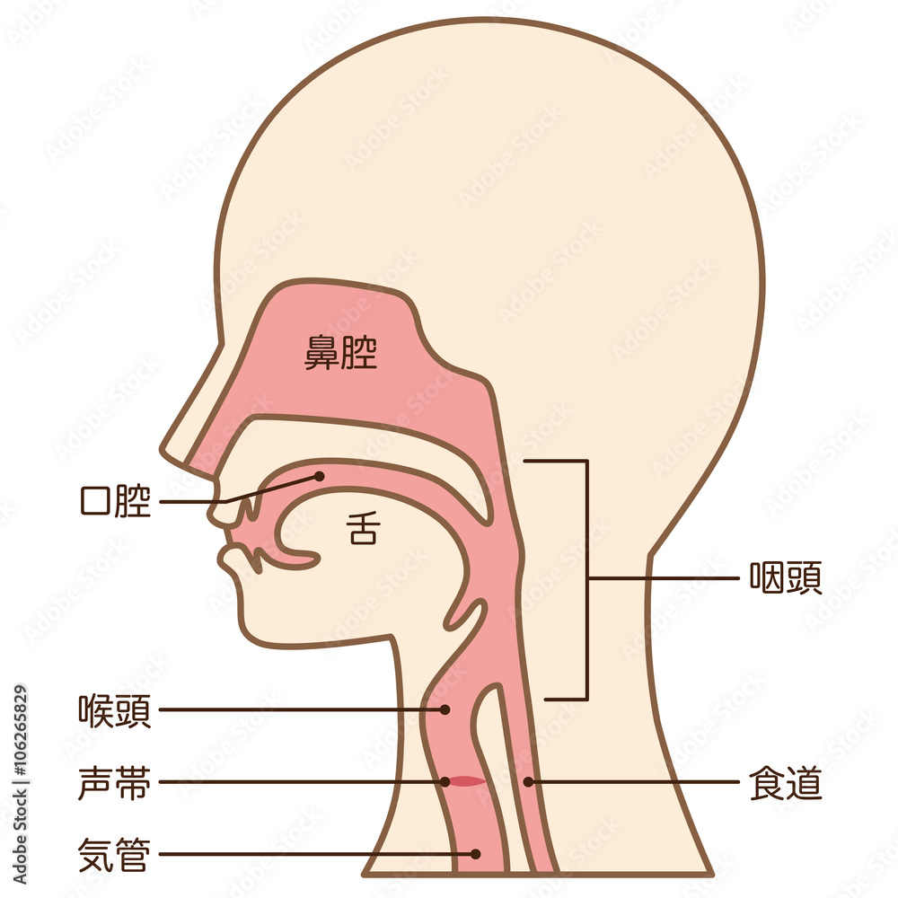 喉 仕組み 断面図 Stock Illustration Adobe Stock