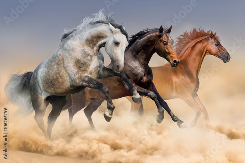 Horse herd run in clouds of dust