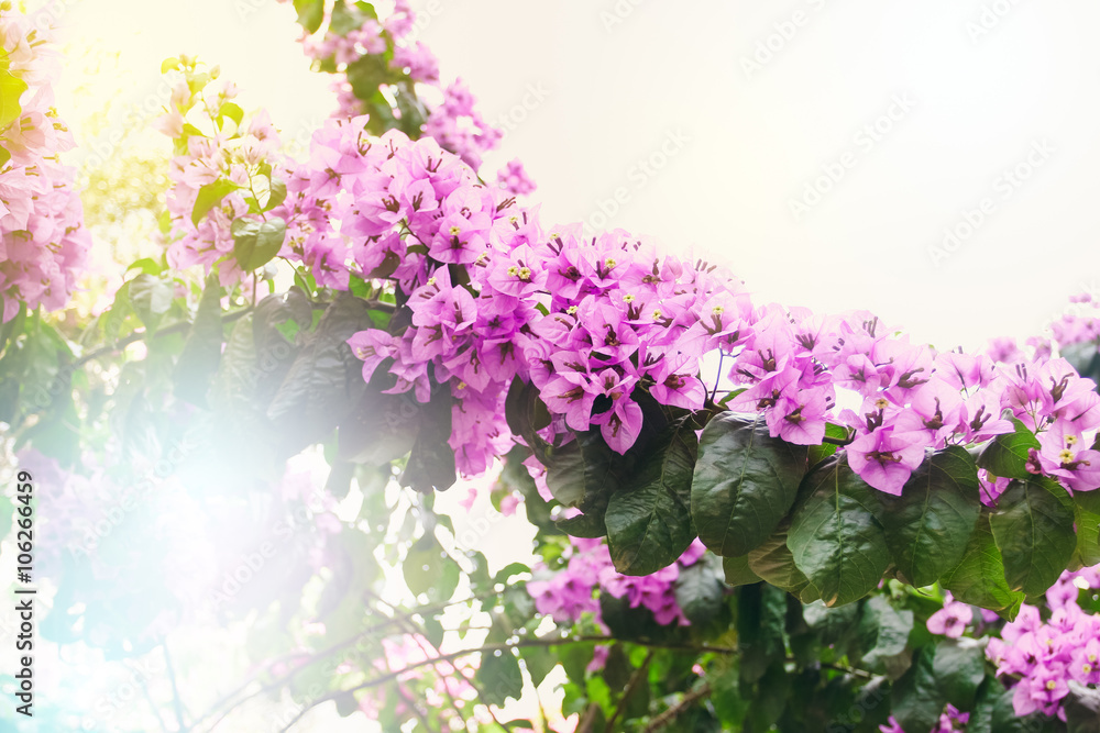Nature Background witg Sunlight Effect. Nature Background witg Sunlight Effect.