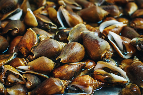 Fototapeta Naklejka Na Ścianę i Meble -  Background with Mollusc at a Fresh Market