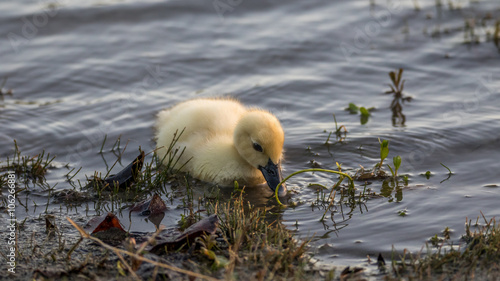 Muscovy Duckling, Lake at The Hammocks, Kendall, Florida photo