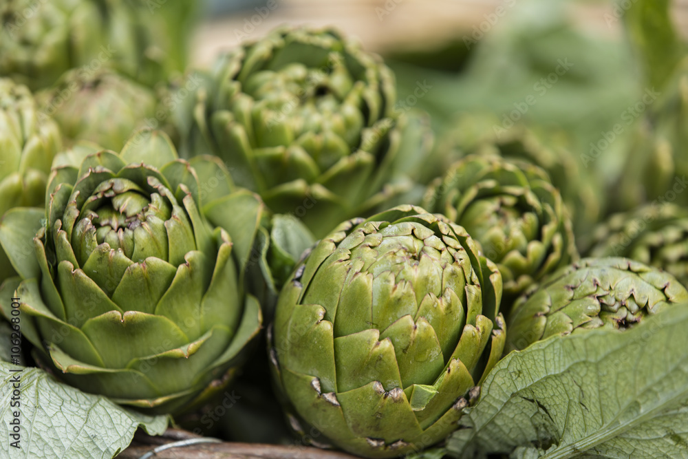 Artichoke in garden Artichoke Artichoke in garden Artichoke