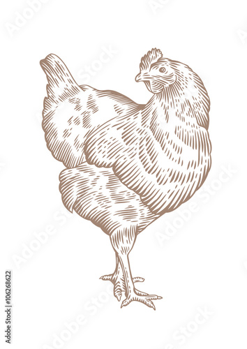 Standing brown chicken
