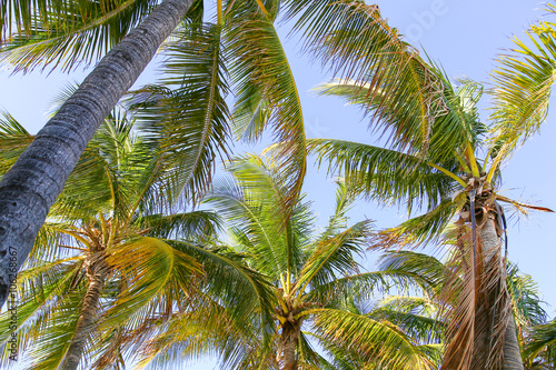 Palm Trees in Miami