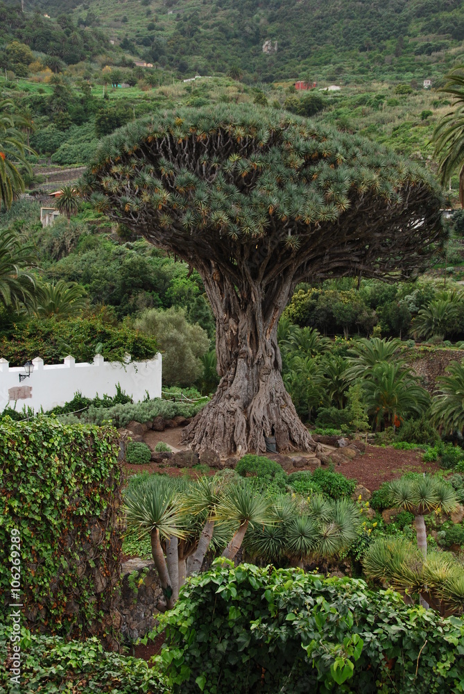 Dragonnier des Canaries, Icod de los Vinos, Tenerife, Espagne foto de Stock  | Adobe Stock