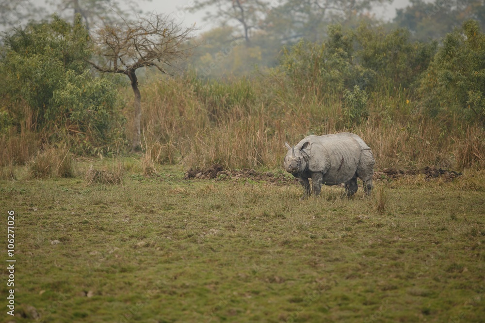 Big endangered indian rhinoceros in Kaziranga National Park / Big endangered indian rhinoceros in Kaziranga National Park Big endangered indian rhinoceros in Kaziranga National Park / Big endangered indian rhinoceros in Kaziranga National Park