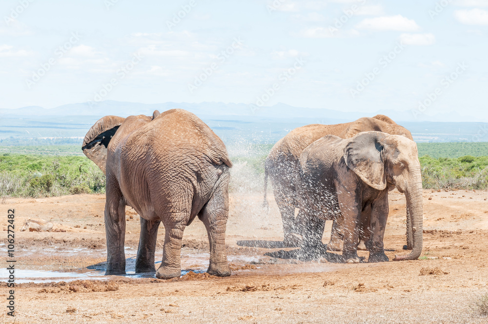 Fototapeta premium Elephant spraying it self with water