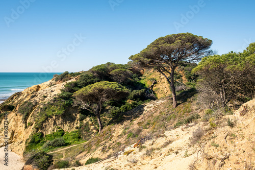 Bäume an der Küste der Algarve