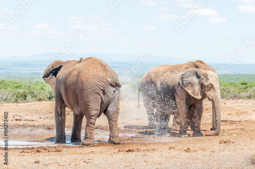 Elephant spraying it self with water
