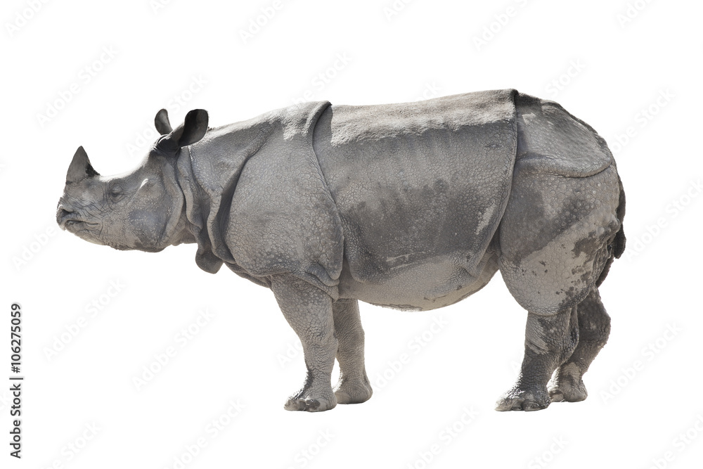Obraz premium Indian one-horned rhinoceros