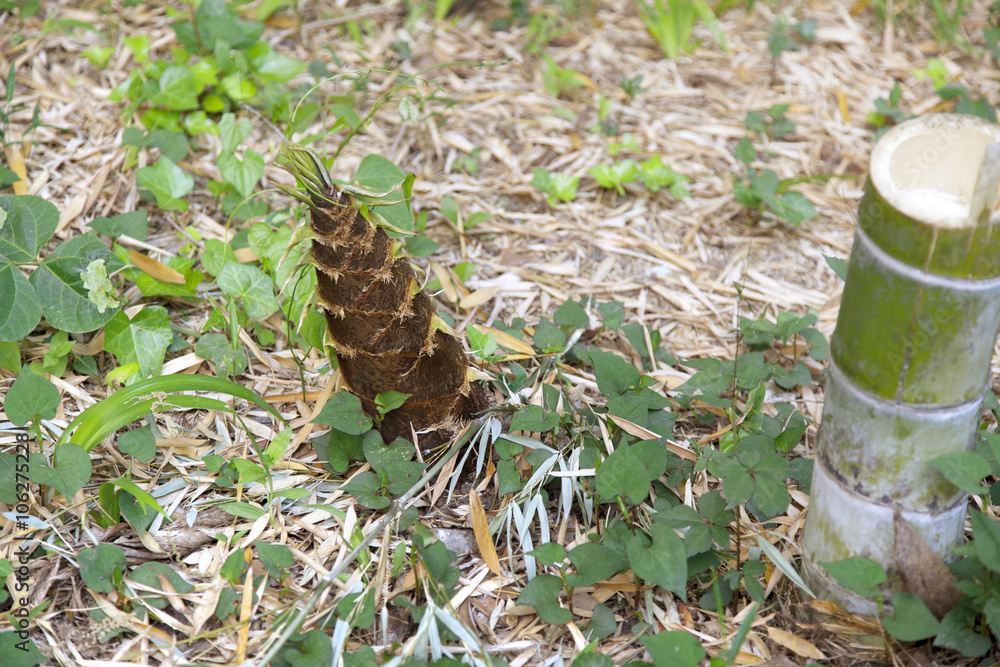 Obraz premium Bamboo shoots