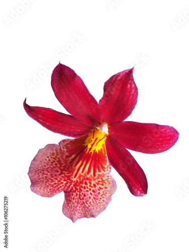 One red orchid flower on white background