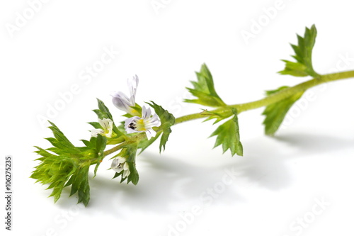 The small herb eyebright on white background photo
