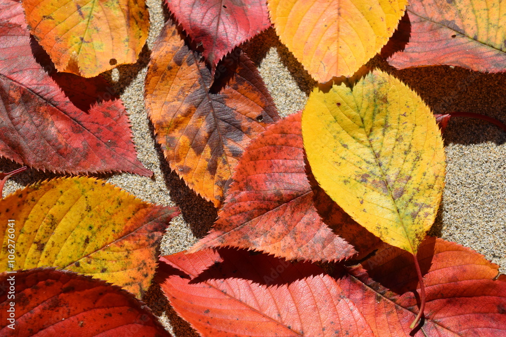 落ち葉のテクスチャ/「紅葉イメージ」や「秋イメージ」等の背景用素材として使用できる写真です。
落ち葉のテクスチャ/「紅葉イメージ」や「秋イメージ」等の背景用素材として使用できる写真です。